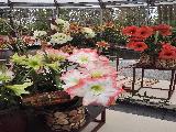 荷兰赏花-德累斯顿、耶拿、埃尔福特3日线