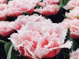 荷兰赏花-德累斯顿、耶拿3日线