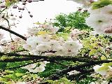 荷兰赏花-德累斯顿、耶拿3日线