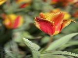 荷兰赏花一日游（波鸿/埃森/杜塞尔多夫出发）